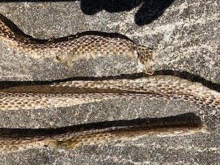 Reno snake skin