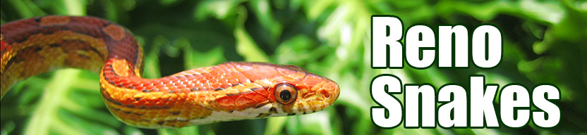 Reno snake